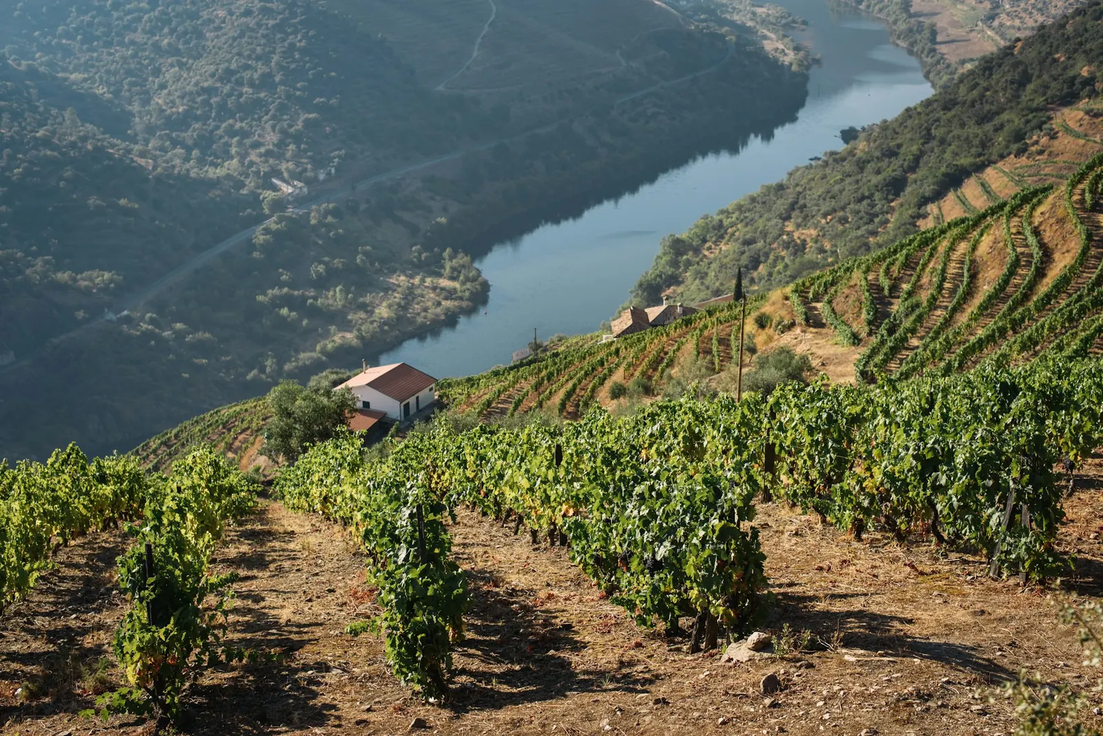 Des vignes au-dessus du Douro et une petite maison