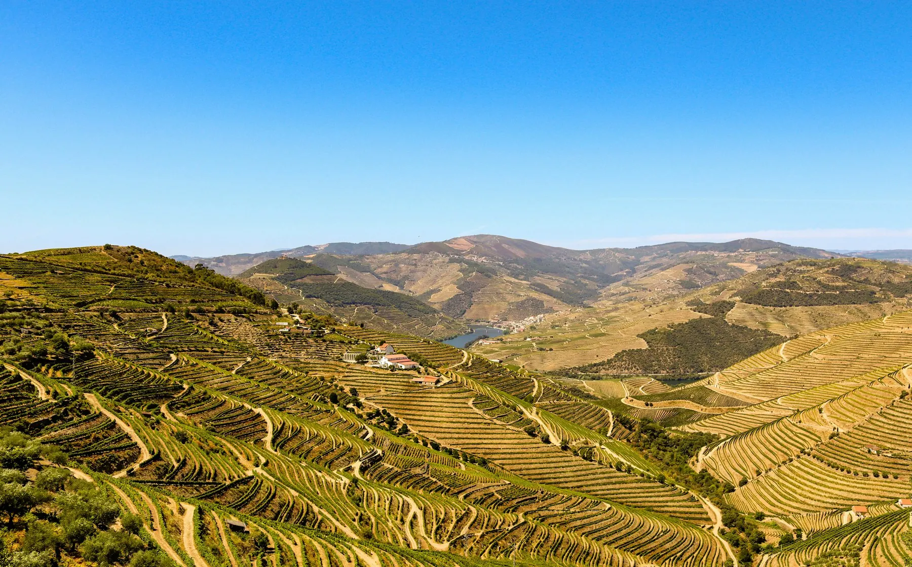 Les vignes en terrasses du Douro, dorées par le soleil