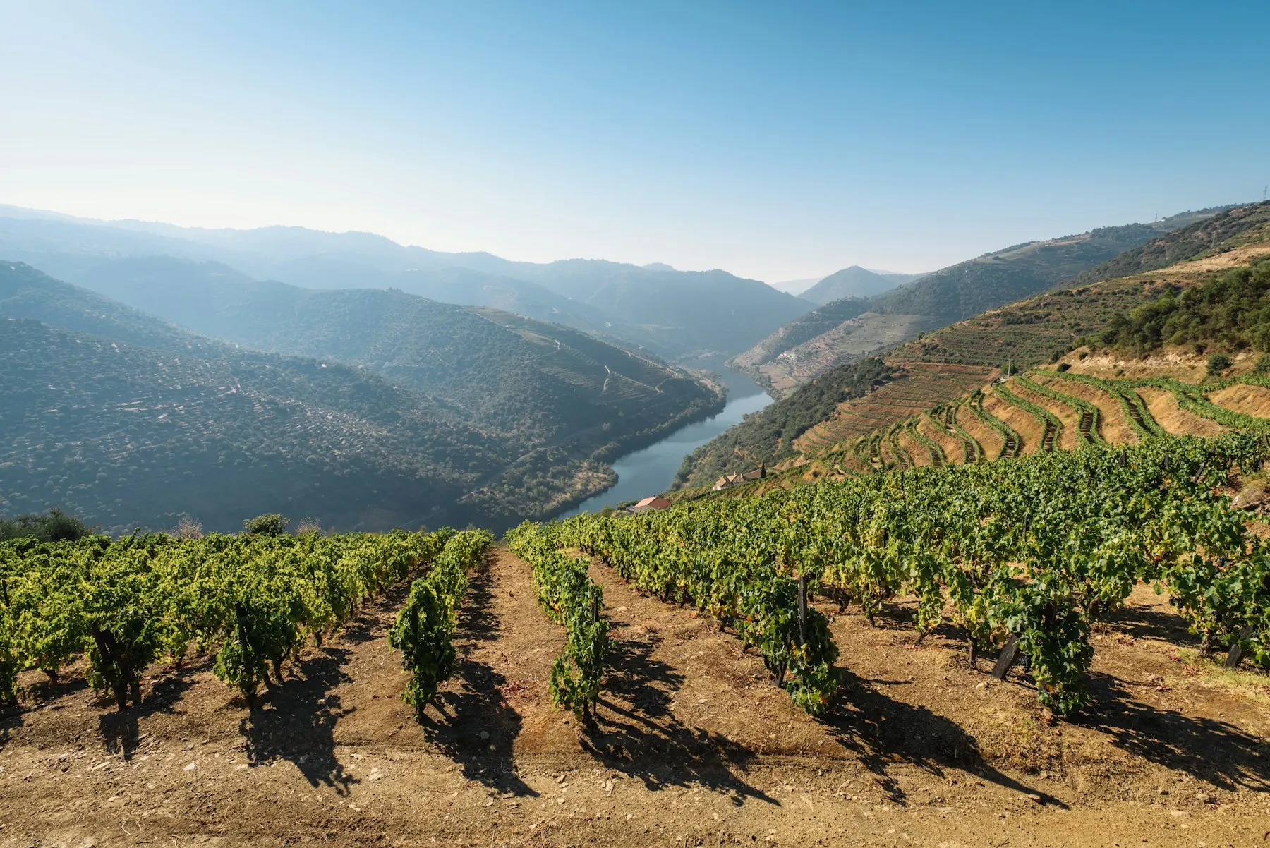 Les vignes du Douro à la golden hour